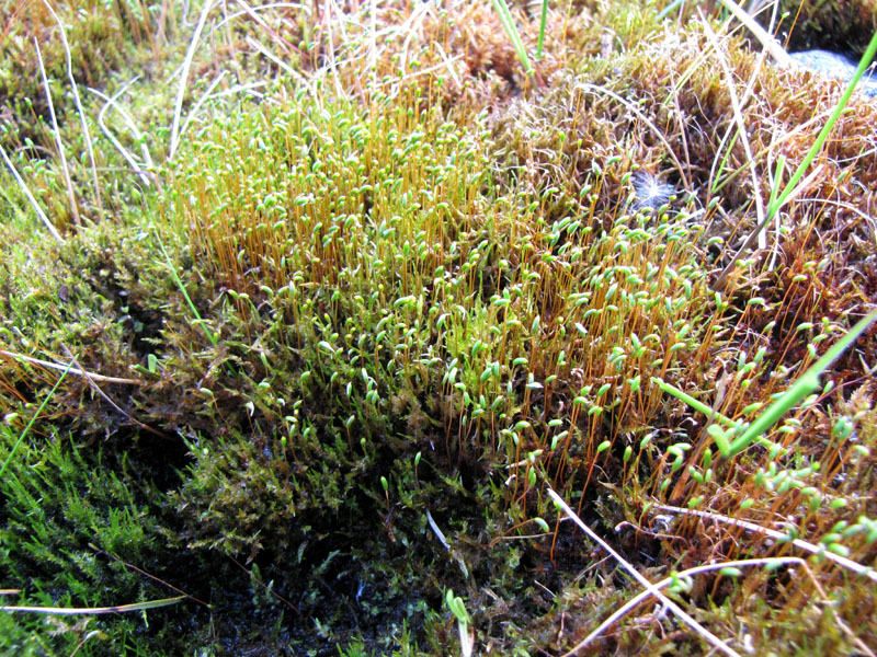 Sarmentypnum sarmentosum